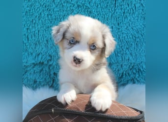 Super schöne Miniature Australian Shepherd Schmusebärchen aus liebevoller Hausaufzucht .