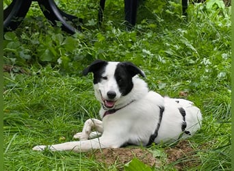 Junghündin Cora, 1Jahr, auf der Suche nach ihren Menschen