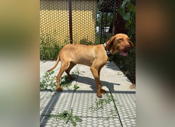 Sunshine, 8 Monate, 52cm sucht ihren Platz