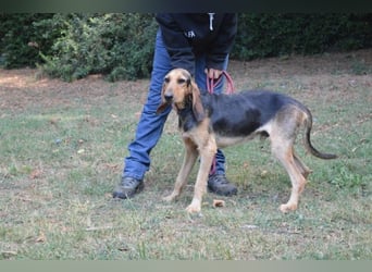 Tyron - der Schnüffler sucht ein Zuhause