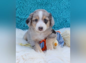 Super schöne Miniature Australian Shepherd Schmusebärchen aus liebevoller Hausaufzucht .