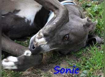 Sonic 04/2020 (ESP) - bildschöner, sehr lieber und eleganter Galgo!