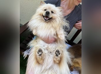 Barney2 SR – kleiner Charmeur sucht beständiges Zuhause