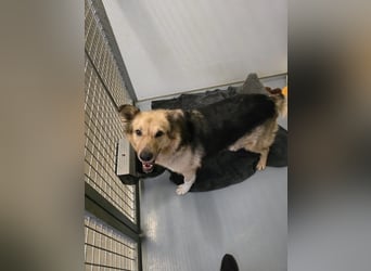 liebenswerte ALICIA sucht ihr Zuhause