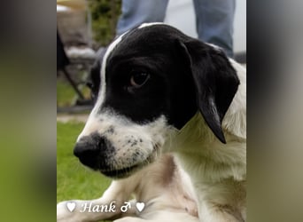 Holly, Hank, Harold und Herbie suchen ab sofort ein Zuhause