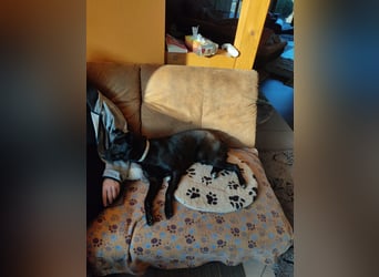 Faustino, Labrador-Mix - freundlich und sozial