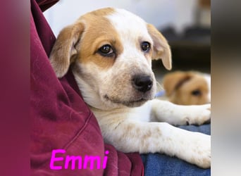 Emmi 01/2025 (ESP) - verschmustes und neugieriges, bezauberndes kleines Mädchen!