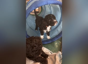 Lagotto Romagnolo Welpen reinrassige