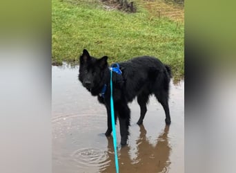 Bodhi - Neues Jahr, neues Glück? (67489 Kirrweiler)