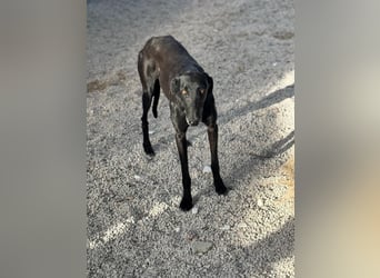 Sombra, eine schwarze Schönheit