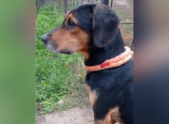 Jasco ❤️ neugierig, lebhaft & verspielt