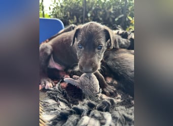 Deerhoundwelpen suchen ein liebevolles Für-Immer-Zuhause