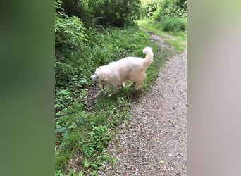 Pyränenberghundmix Tobi