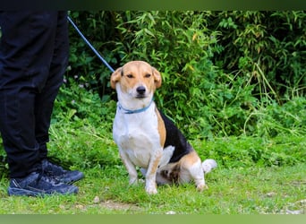 Yuna, Mix Beagle / Jack Russel Terrier, lieb und verträglich
