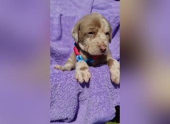 Labrador Aussiedor Welpen,Abgabebereit, aus liebevoller Zucht