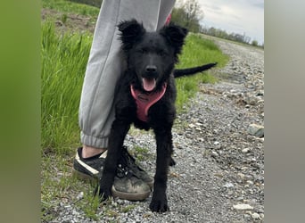 Wunderhübsche Bella sucht ein Zuhause
