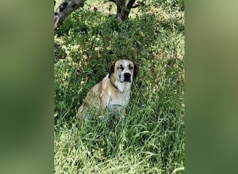 Ruhiger und gelassener Junghund WILLY (2 Jahre) sucht eine Familie