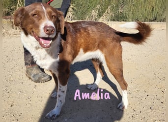 Amelia 08/2018 (ESP) - bezaubernde, ausgeglichene und soziale Hütehund-Mix Hündin!