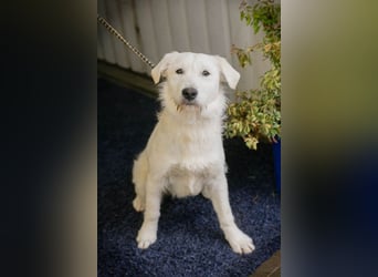 LUZIE - das brave Mädchen träumt von einem liebevollen Zuhause