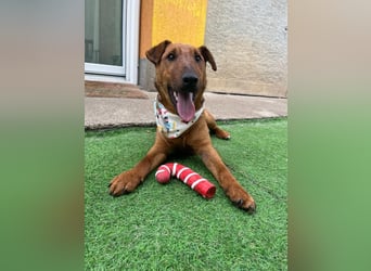 Ernie, verspielter und sehr lieber Irish Terrier-Mix, geb. 08/2024