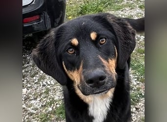 Letti, geb. ca. 05/2024, lebt in GRIECHENLAND, auf einem Gelände, auf dem die Hunde notdürftig verso