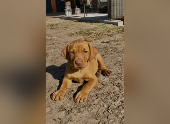 Wurfankündigung Magyar Vizsla Welpen (Mai 25)