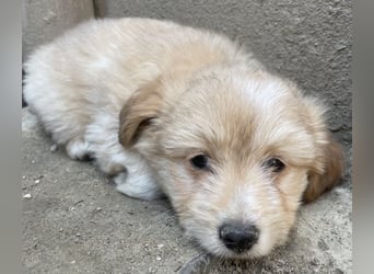 Sammy, geb. ca. 03/2025, lebt in GRIECHENLAND, auf einer privaten Pflegestelle