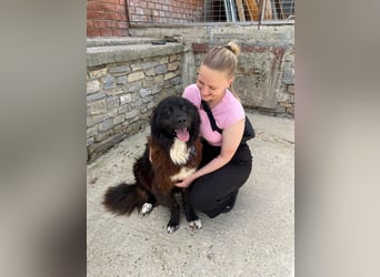 Gnadenplatz gesucht: Phil sucht ein Zuhause voller Liebe und Verständnis