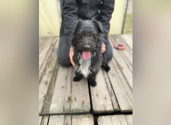 Kiki-LM, ein kleiner Schatz sucht Geborgenheit