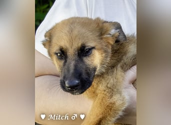 Drei wunderschöne Schäferhundmischlinge suchen ein Zuhause