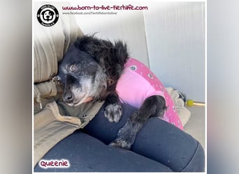 Freundliche QUEENIE sucht ein liebes Zuhause