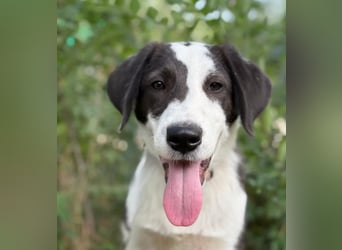 HARRY - Lebhafter Border Collie Mix sucht aktive Familie