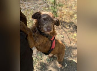 KOKO - ein total goldiges Mädchen sucht ein Zuhause