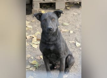 Jack freundlicher schlauer Black Beauty