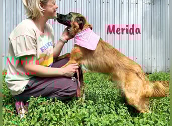 Merida geb. 04/2024 - neugierige, verschmuste traumhaft hübsche Junghündin!