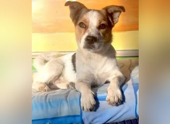 Didier - freundlicher, aktiver, verspielter kleiner Jack Russel-Mix Rüde / z.Zt. noch in Rumänien