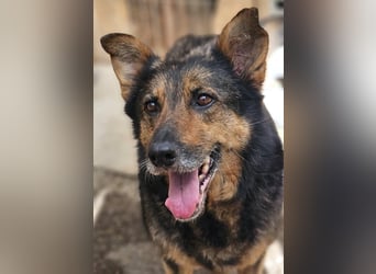 Maya - freundliche, kluge, ruhige Schäferhundmix-Seniorin / z.Zt. noch in Rumänien