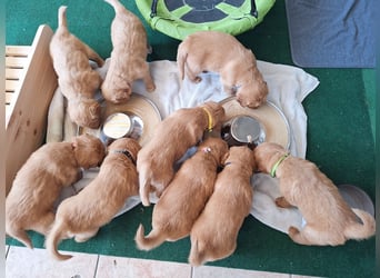 Dark Golden Retriever Welpen (Abgabe ab Mitte August)