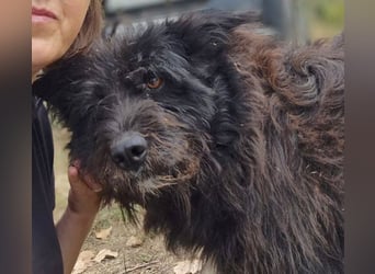 Bueno - freundlicher, verschmuster, ruhiger Schnauzer-Mix Rüde / z.Zt. noch in Rumänien