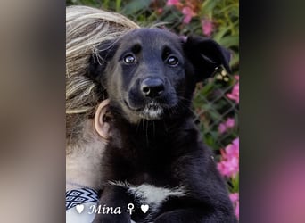 Drei wunderschöne belgische Schäferhundwelpen suchen ein Zuhause