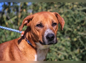Arthur, Mix Labrador / Podengo