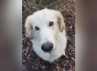 Almi (Almendra)