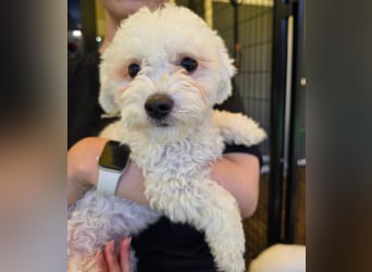 Ttabong - Bichon Frise zum verlieben <3 kleiner Charmeur