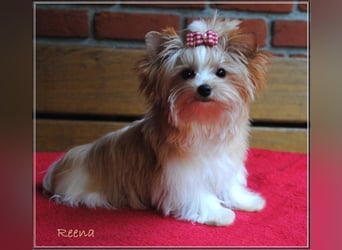 Yorkshire Terrier Welpen -verschiedene Farbgebungen u. Größen