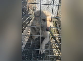 Steven, Retriever Mischling