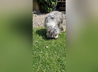 Miniature Aussiedoodle Welpen