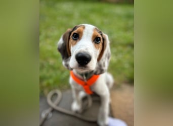 Beagle Mischlingswelpe GEORGY (Dezember 2024) sucht eine eigene Familie