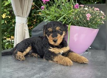 Airedale Welpen vom Uranusfels