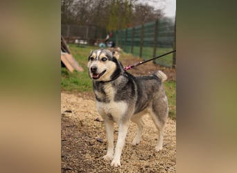 Dakota-VA – Schönheit mit Husky-Charme sucht Rasseliebhaber