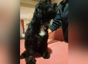 Tibet-Terrier welpen von der Flöckchenoase